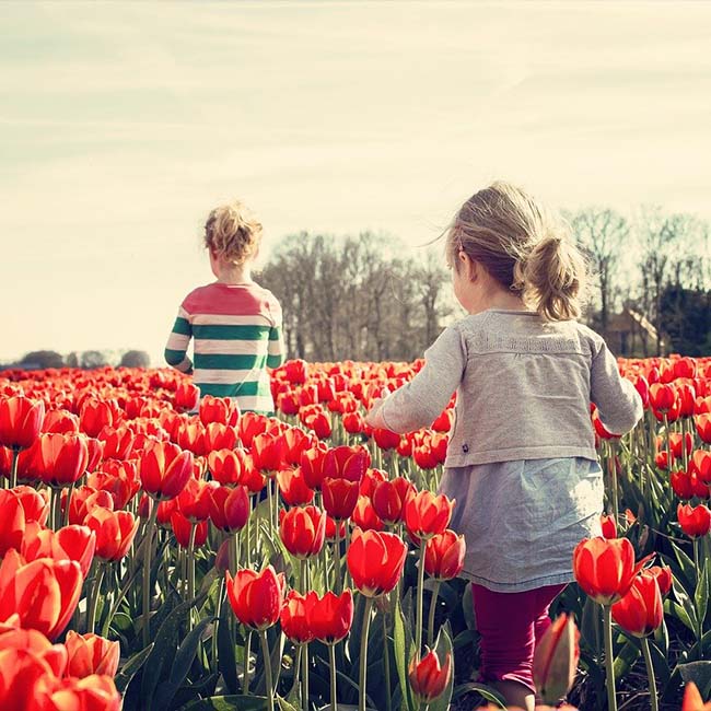 Two young children walk away play through a field of red flowers