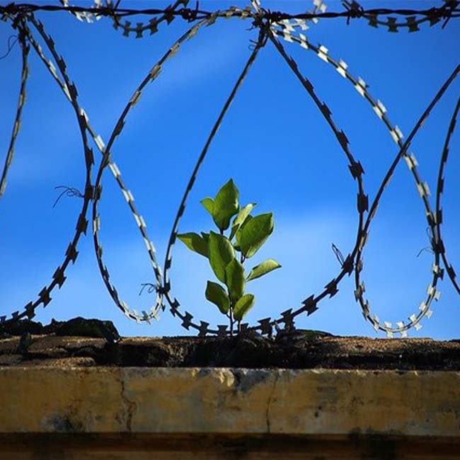 A green plant grows from a rock wall surrounded by barbed wire